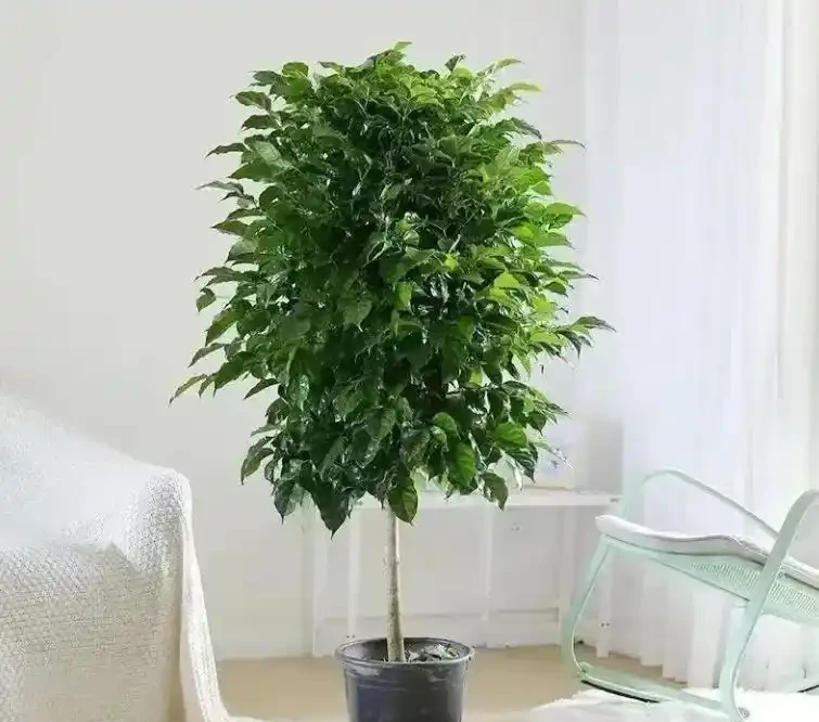 幸福樹葉子突然枯黃?這5個致命錯誤你犯了嗎?