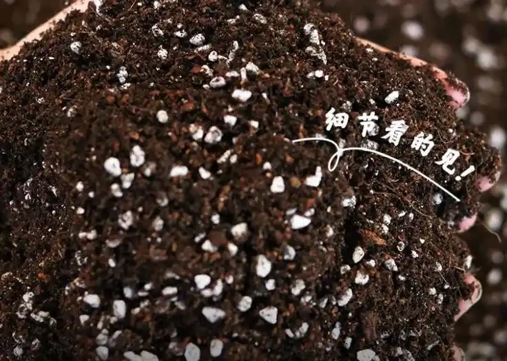 幸福樹葉子突然枯黃?這5個致命錯誤你犯了嗎?