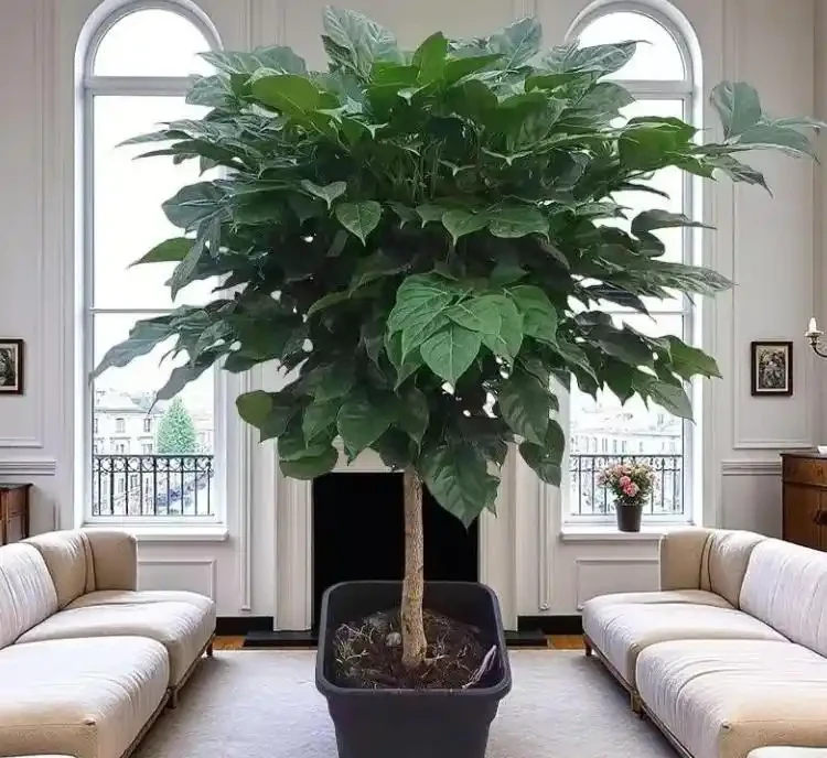 幸福樹葉子突然枯黃?這5個致命錯誤你犯了嗎?