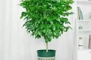 幸福樹葉子突然枯黃？這5個致命錯誤你犯了嗎？