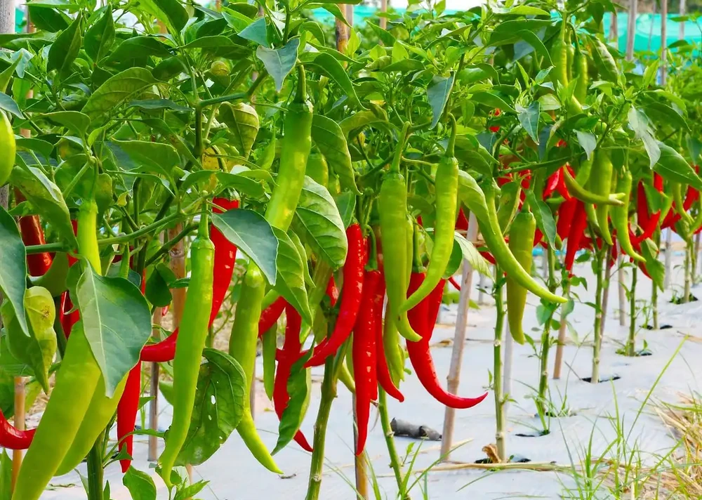 家庭種植蔬菜,這三種肥料就足夠了,啥菜也長得好,其他全是浪費