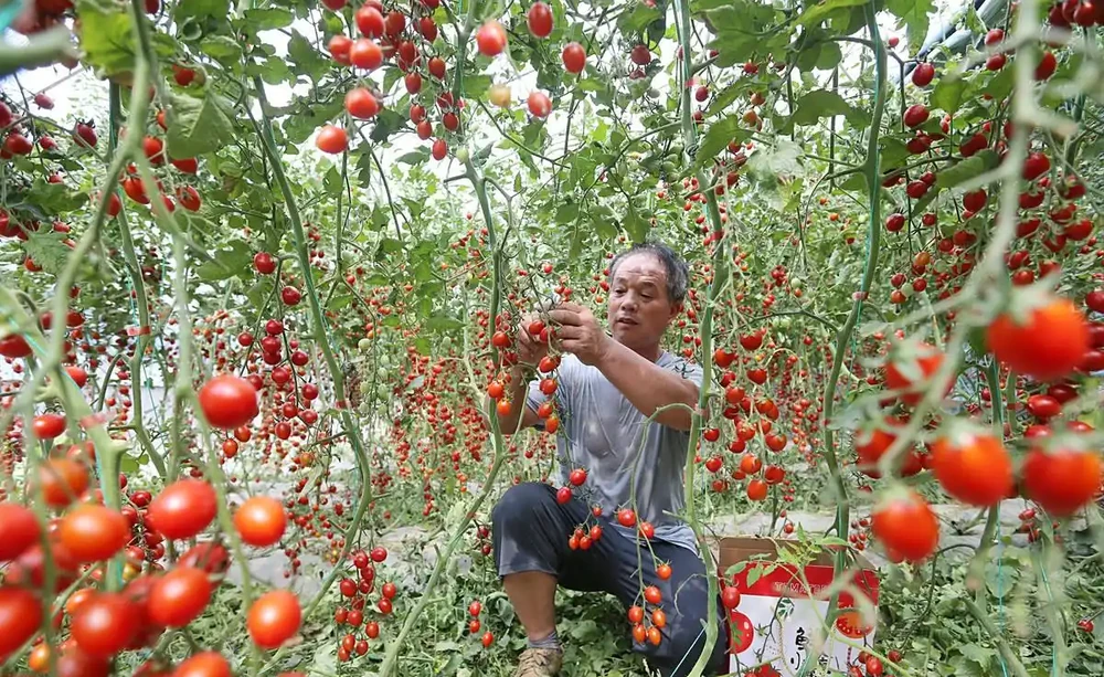 家庭種植蔬菜,這三種肥料就足夠了,啥菜也長得好,其他全是浪費