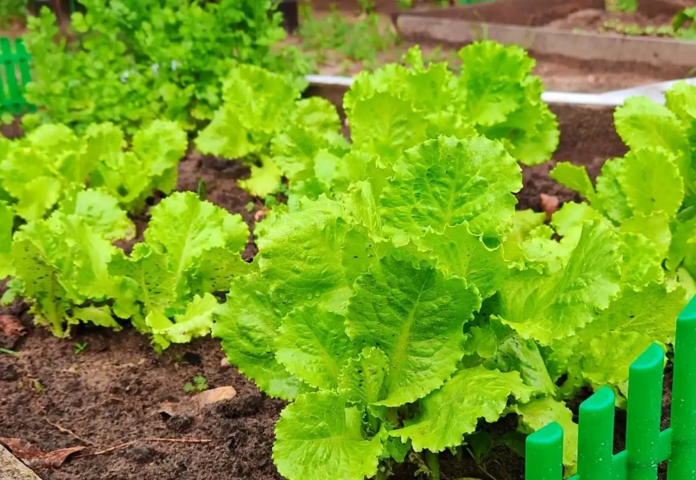 家庭種植蔬菜,這三種肥料就足夠了,啥菜也長得好,其他全是浪費