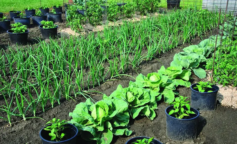 家庭種植蔬菜,這三種肥料就足夠了,啥菜也長得好,其他全是浪費