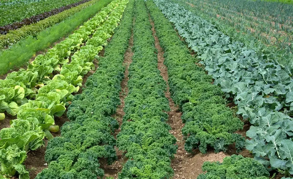 家庭種植蔬菜,這三種肥料就足夠了,啥菜也長得好,其他全是浪費