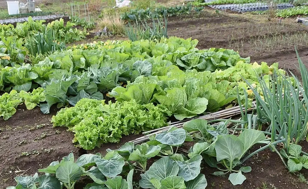 家庭種植蔬菜,這三種肥料就足夠了,啥菜也長得好,其他全是浪費