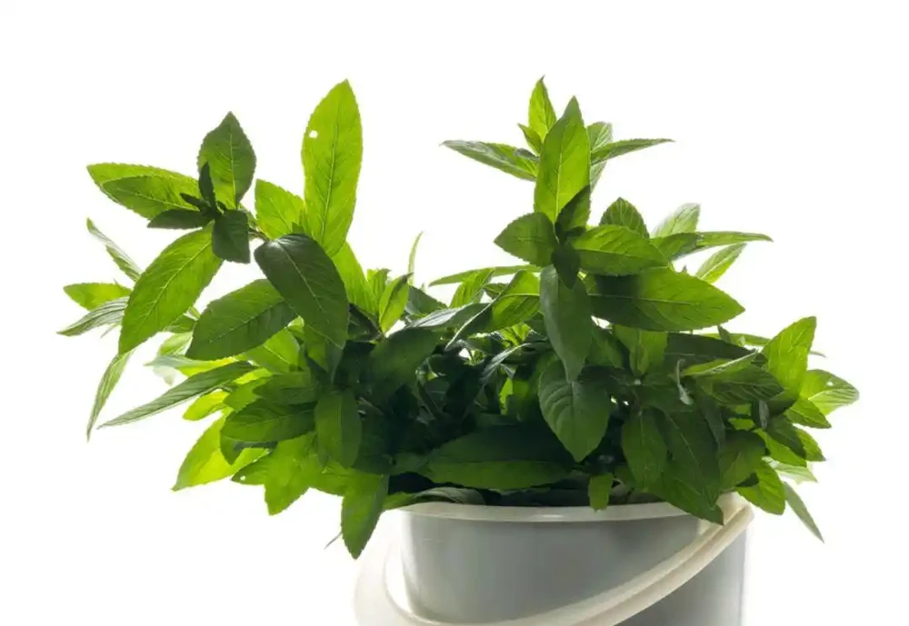 救命!剛買的綠植蔫成「菜乾」還有救嗎?這4招親測能讓它「起死回生」