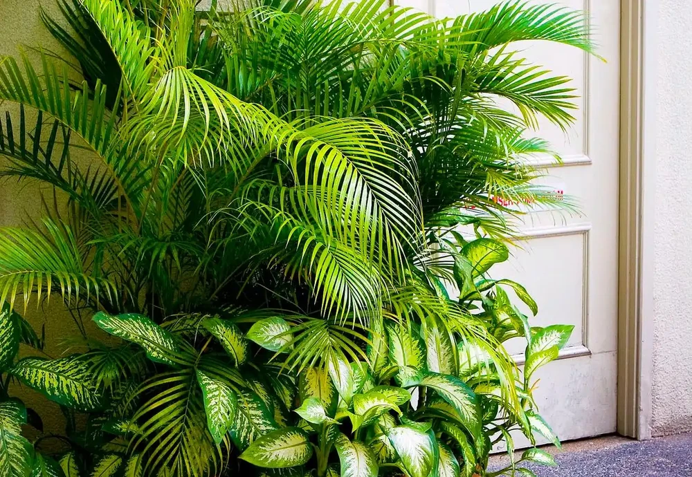 救命!剛買的綠植蔫成「菜乾」還有救嗎?這4招親測能讓它「起死回生」