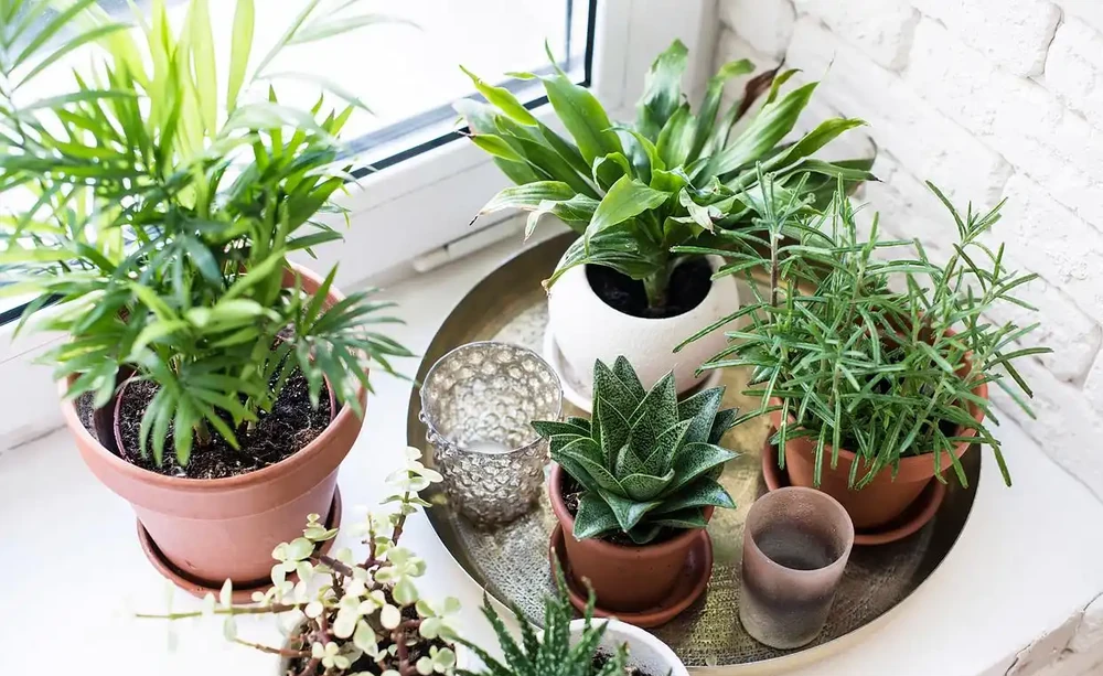 救命!剛買的綠植蔫成「菜乾」還有救嗎?這4招親測能讓它「起死回生」