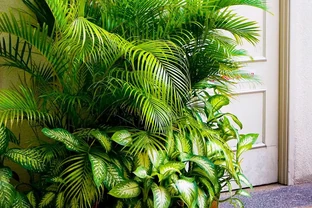 救命！剛買的綠植蔫成「菜乾」還有救嗎？這4招親測能讓它「起死回生」