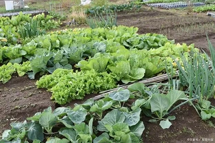 家庭種植蔬菜，這三種肥料就足夠了，啥菜也長得好，其他全是浪費