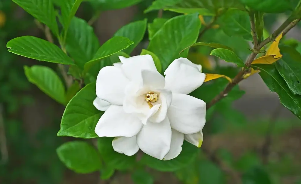 梔子花施什麼肥最好，解鎖梔子花「肥」常秘籍及施肥技巧與注意事項