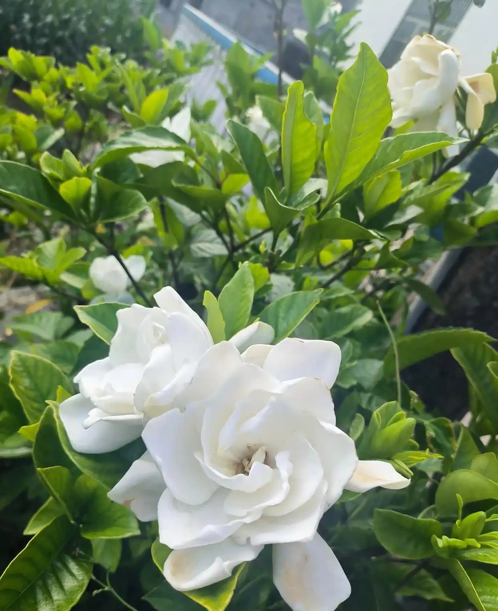 梔子花施什麼肥最好，解鎖梔子花「肥」常秘籍及施肥技巧與注意事項