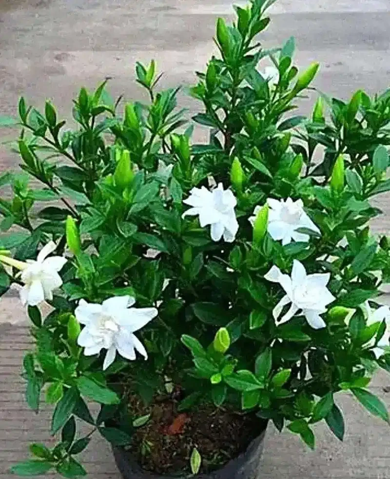 梔子花施什麼肥最好，解鎖梔子花「肥」常秘籍及施肥技巧與注意事項