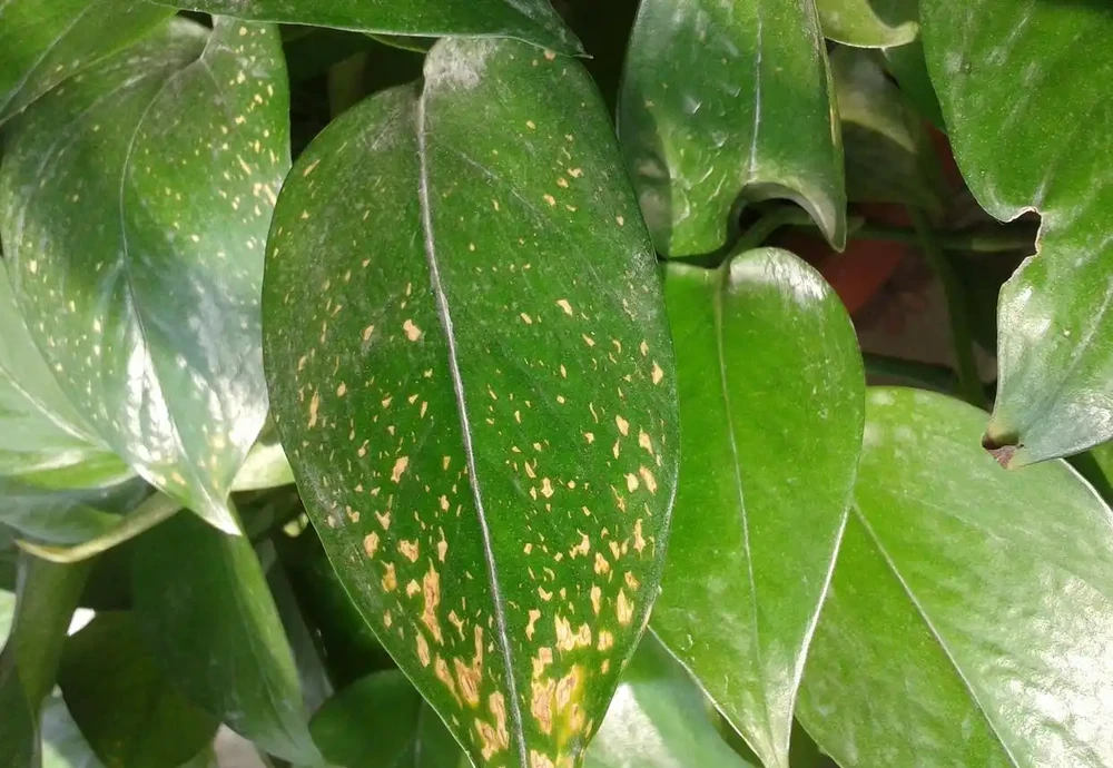 黃金葛葉子黃色斑點
