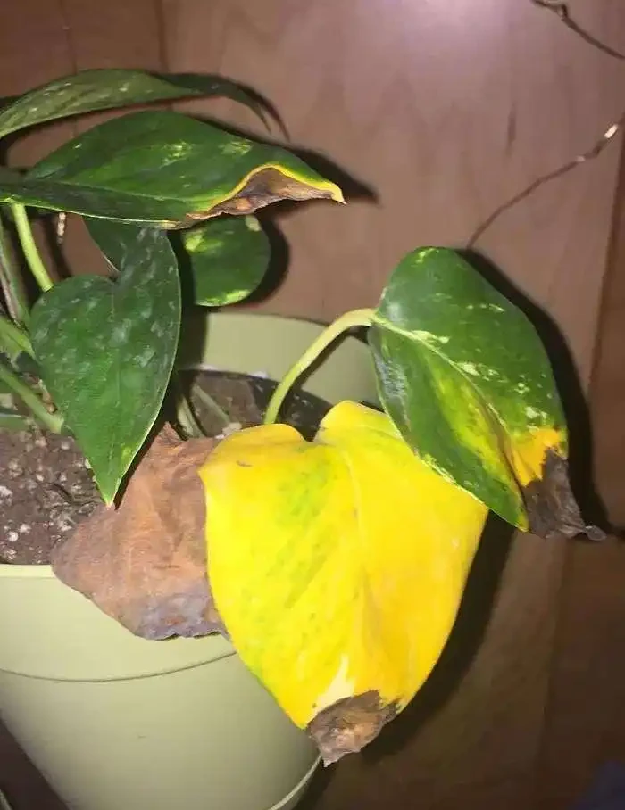 生理性問題