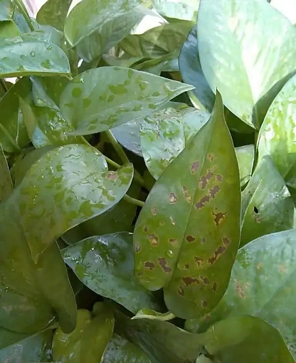 真菌性葉斑