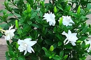 梔子花施什麼肥最好，解鎖梔子花「肥」常秘籍及施肥技巧與注意事項