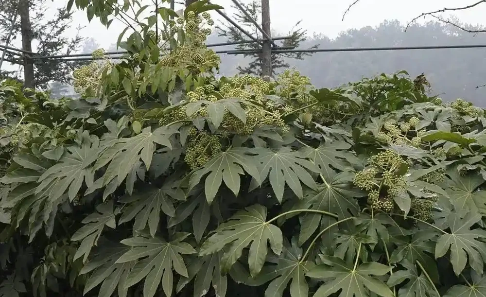 不愧是廣東,連綠化帶的「灌木」聽起來都這麼好吃