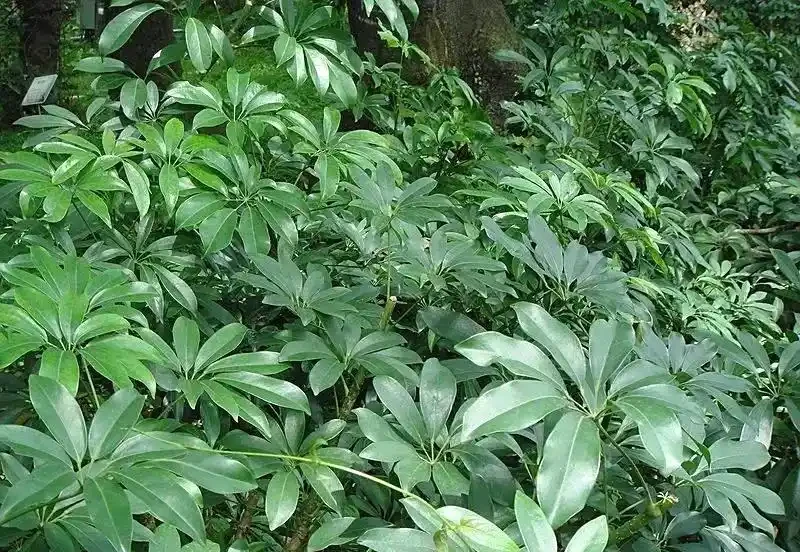 不愧是廣東,連綠化帶的「灌木」聽起來都這麼好吃