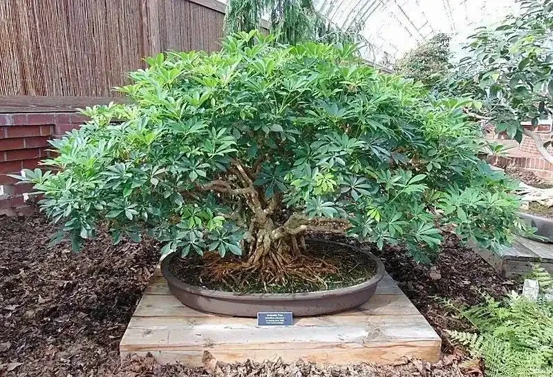 不愧是廣東,連綠化帶的「灌木」聽起來都這麼好吃