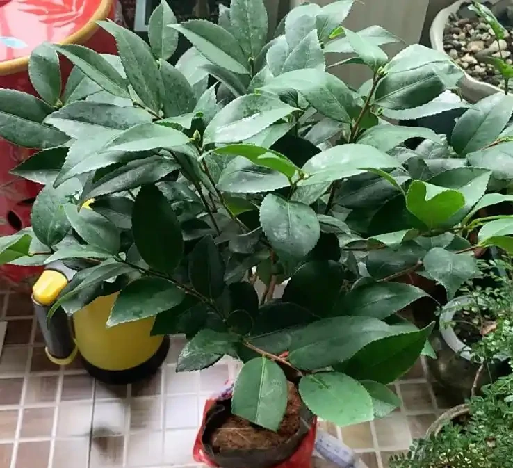 茶花多久澆一次水?掌握四季澆水時間,新手也能養出滿樹花!