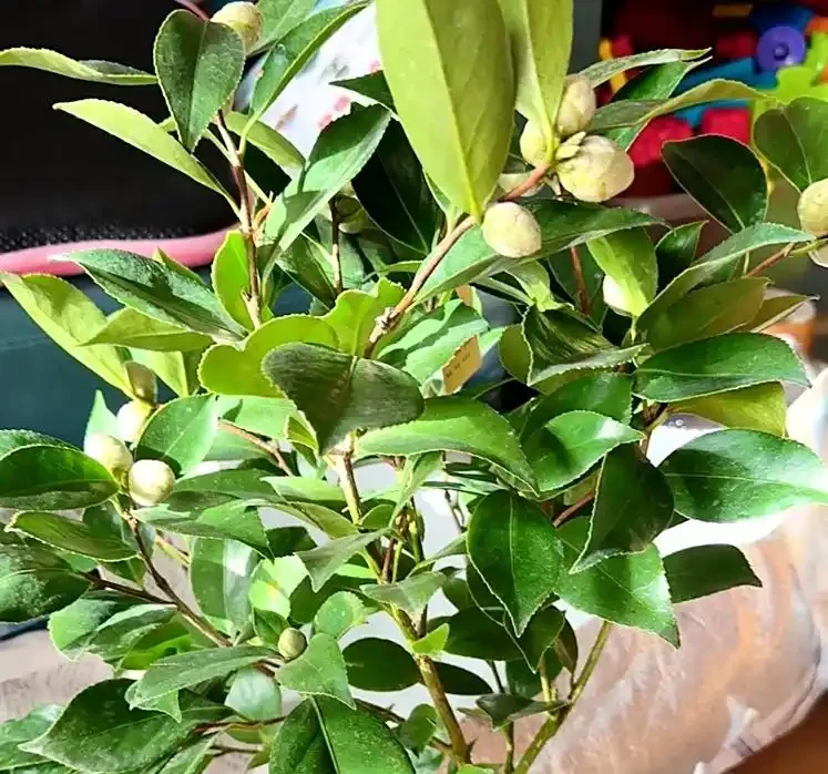 茶花多久澆一次水?掌握四季澆水時間,新手也能養出滿樹花!