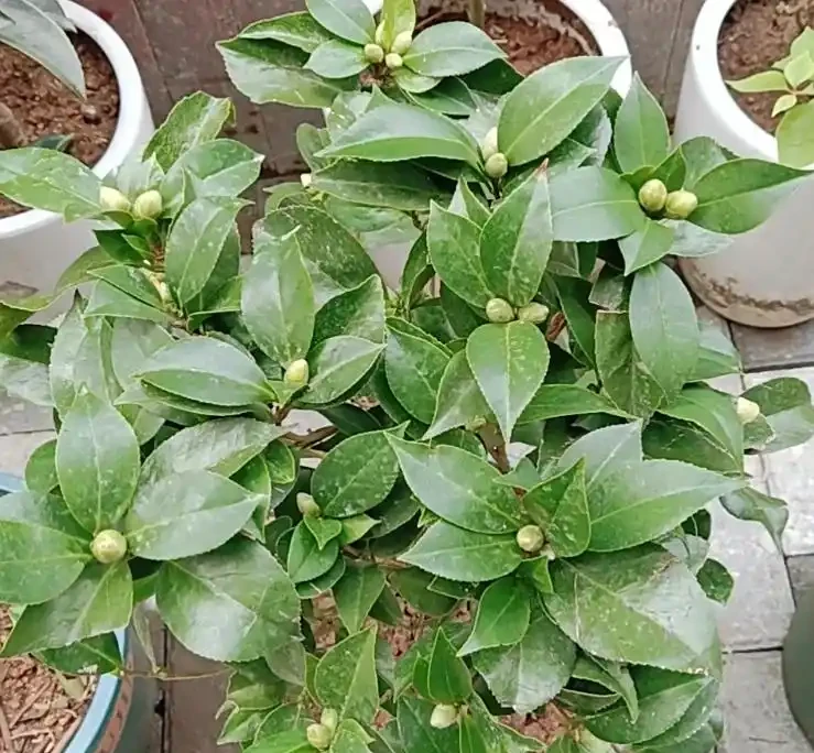 茶花多久澆一次水?掌握四季澆水時間,新手也能養出滿樹花!