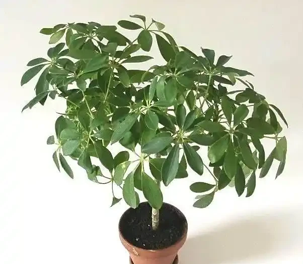 不愧是廣東,連綠化帶的「灌木」聽起來都這麼好吃