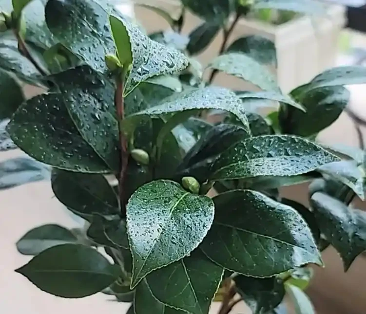 茶花多久澆一次水?掌握四季澆水時間,新手也能養出滿樹花!
