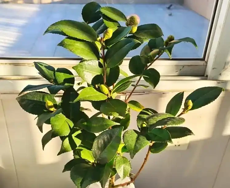 茶花多久澆一次水?掌握四季澆水時間,新手也能養出滿樹花!