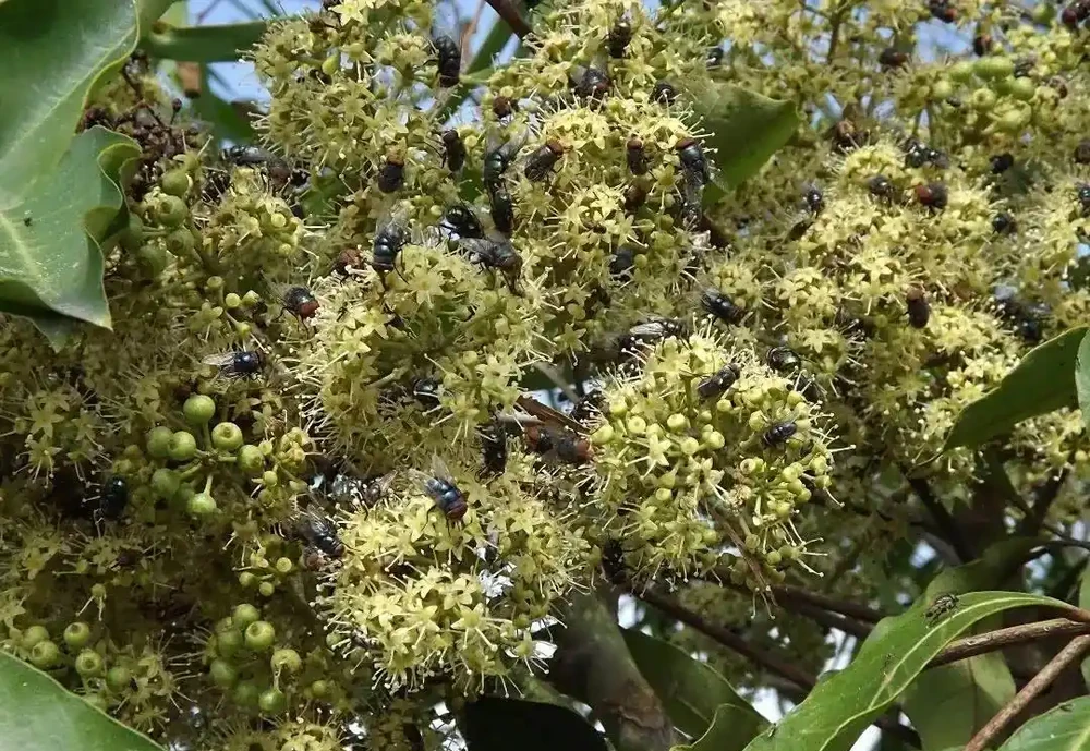 不愧是廣東,連綠化帶的「灌木」聽起來都這麼好吃
