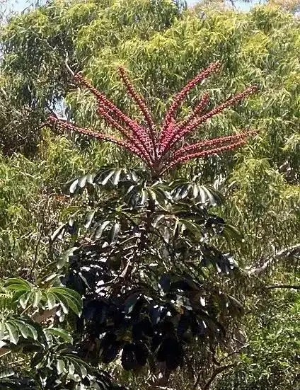 不愧是廣東,連綠化帶的「灌木」聽起來都這麼好吃