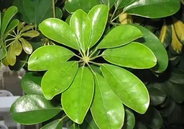 不愧是廣東,連綠化帶的「灌木」聽起來都這麼好吃