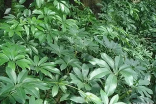 不愧是廣東，連綠化帶的「灌木」聽起來都這麼好吃