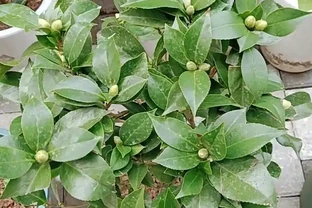 茶花多久澆一次水？掌握四季澆水時間，新手也能養出滿樹花！
