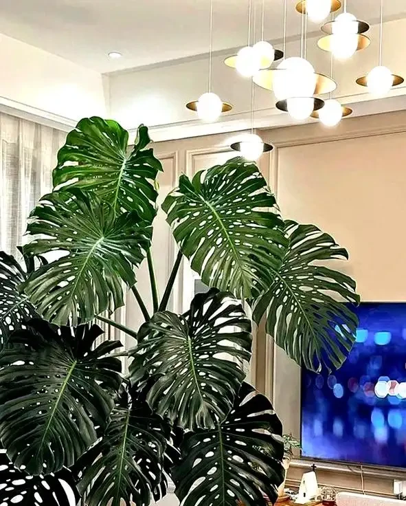 江蘇一姑娘,因客廳「巨型龜背芋」走紅,太美太霸氣了!