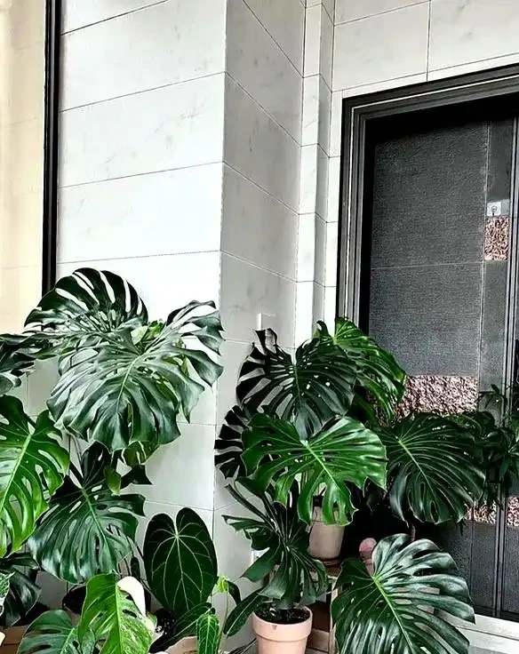 江蘇一姑娘,因客廳「巨型龜背芋」走紅,太美太霸氣了!