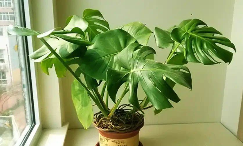 龜背芋澆水的正確方法,解鎖龜背芋四季澆水的密碼及澆水時間和科學澆水方法