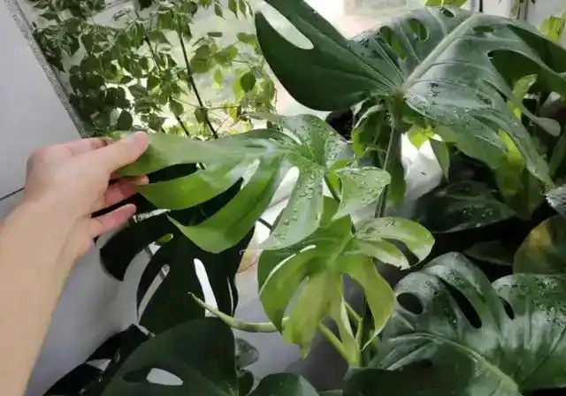 龜背芋澆水的正確方法,解鎖龜背芋四季澆水的密碼及澆水時間和科學澆水方法