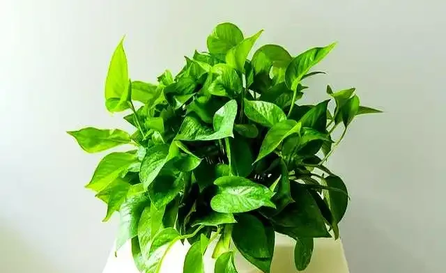 發泡煉石要不要墊花盆底?|90%花友都用錯了|正確做法一次說清!