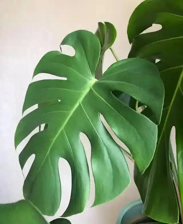 龜背芋澆水的正確方法,解鎖龜背芋四季澆水的密碼及澆水時間和科學澆水方法