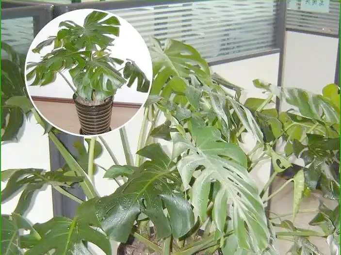 龜背芋澆水的正確方法,解鎖龜背芋四季澆水的密碼及澆水時間和科學澆水方法