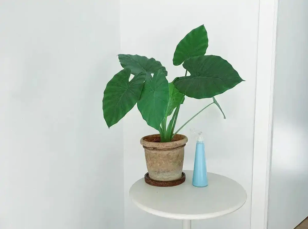 龜背芋澆水的正確方法,解鎖龜背芋四季澆水的密碼及澆水時間和科學澆水方法