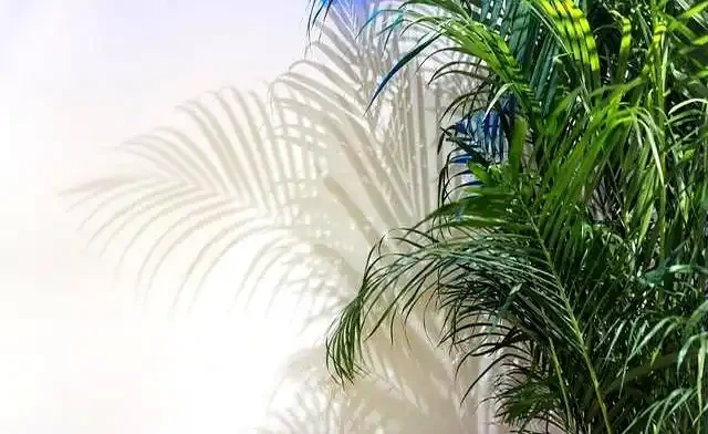 發泡煉石要不要墊花盆底?|90%花友都用錯了|正確做法一次說清!