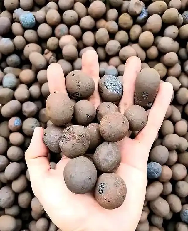 發泡煉石要不要墊花盆底?|90%花友都用錯了|正確做法一次說清!