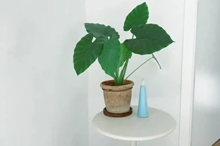 龜背芋澆水的正確方法，解鎖龜背芋四季澆水的密碼及澆水時間和科學澆水方法