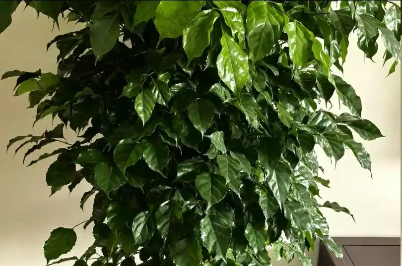 養幸福樹,勤做「3件事」,嗖嗖長滿盆,株型美觀又茂盛!