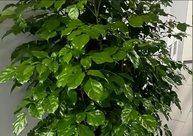 養幸福樹,勤做「3件事」,嗖嗖長滿盆,株型美觀又茂盛!