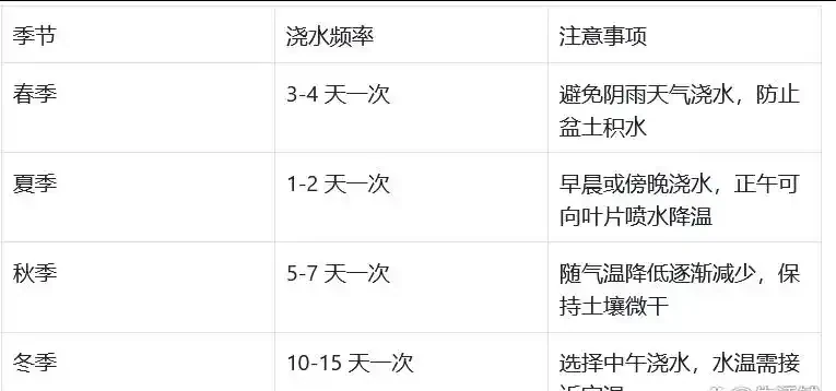 養幸福樹,勤做「3件事」,嗖嗖長滿盆,株型美觀又茂盛!